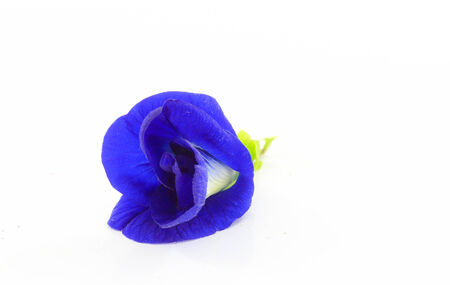 The Butterfly Pea have a substance named Anthony Saiyan. (Anthocyanin) The application of this can help increase the performance of the eye. Add the ability to see.の写真素材