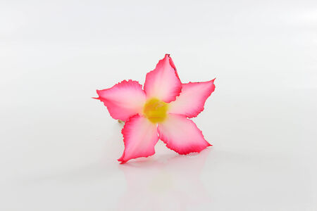 Impala Lily that is placed on a white background.の写真素材