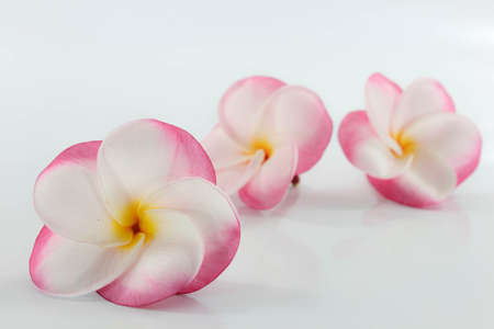 three Plumeria flower placed on a white background.の写真素材