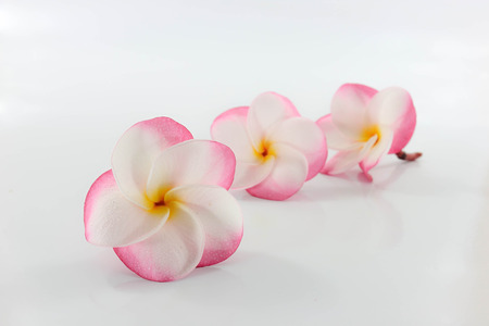 three Plumeria flower placed on a white background.の写真素材