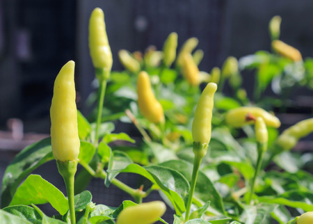 green chillies planted in the house to for a food ingredient.の写真素材