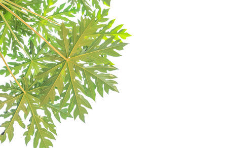 Green papaya leaf on a white background.の写真素材
