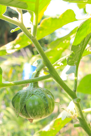 Green eggplant growing in the garden.の写真素材