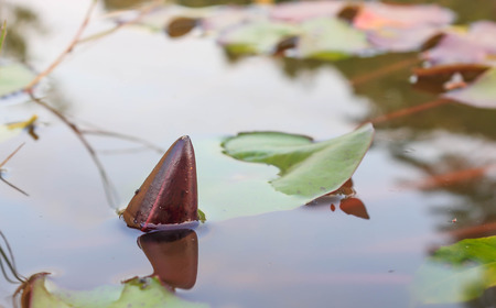 The Buddhist people would planted lotus for worship the Buddha.の写真素材