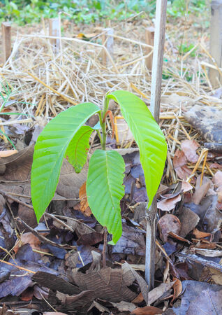 Small plant growing in the wild.の写真素材