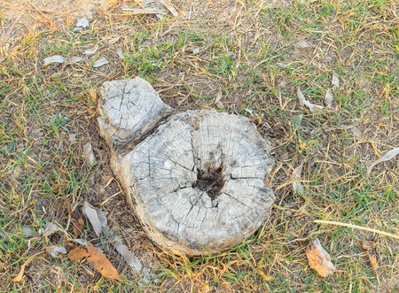 Old tree stump decay in the garden.の写真素材