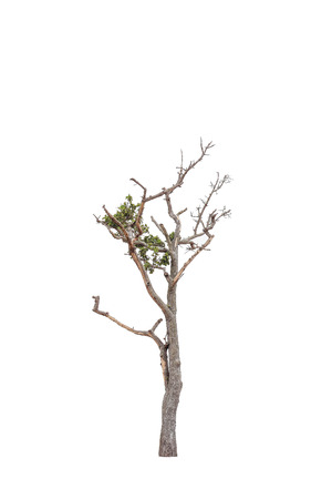 Tree dried isolated on white background.の写真素材
