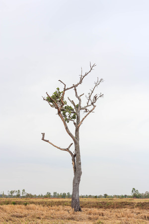 Dry dead tree in the fields in rural areas of Thailand.の写真素材