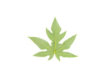 Papaya leaf isolated on white background.の写真素材