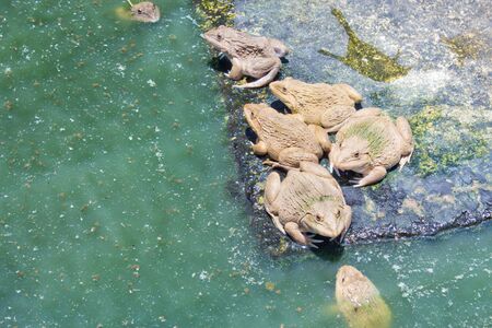 Frogs that farmers taken nourished up in a water bath.の写真素材