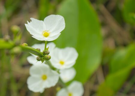 Amazon lilies white bloom in the gardenの写真素材