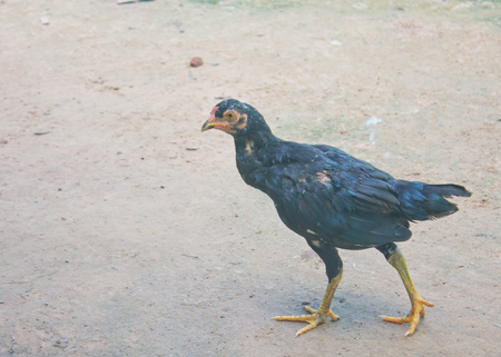 Black Cock was walking outdoor patio in rural areas.の写真素材