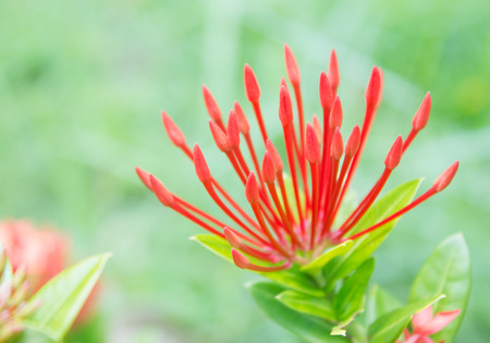 Rubiaceae red are blooming in the garden in the morning.の写真素材