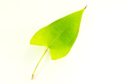 Dioscorea alata  leaves isolated on white backgroundの写真素材