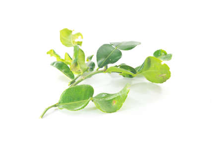 Kaffir lime leaves, isolated on white background.