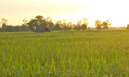 Farmhouse in the middle of rice fields in the rural areas of the Northeast or Northeast Thailand.の写真素材