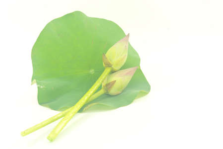 Lotus and leaf isolated on white backgroundの写真素材