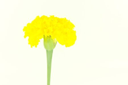 Marigold isolated on white background.の写真素材