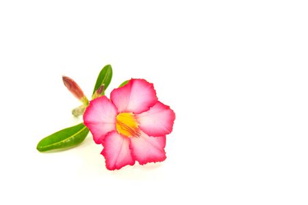 Impala Lily isolated on white background.の写真素材