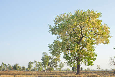 White Meranti bloom in the field during the spring of Thailand.の写真素材