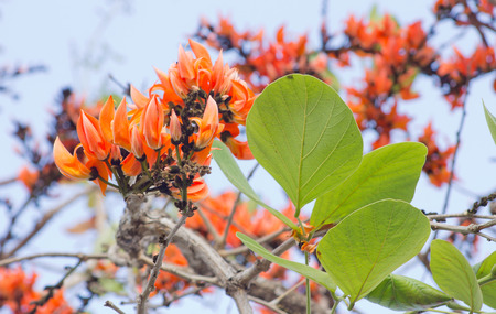 Bastard Teak bloom in the spring of Thailand.の写真素材