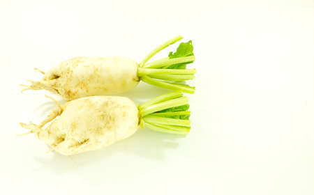 Radish has many medicinal properties and benefits. Whether it is beauty and healing, which appear in the textbook of medicine in China and India.の写真素材