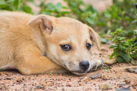 Puppy is lying on the fieldの写真素材