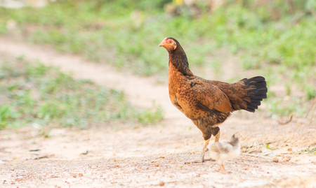 Hens and children are raking for food in the rural areas of Thailand.の写真素材