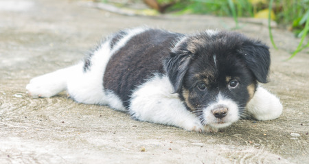 Puppy is lying on the fieldの写真素材
