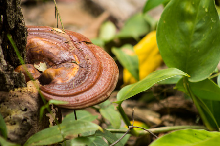 Ganoderma Lucidum is a rare herb that is highly valued in Chinese herbs that help nourish the body...