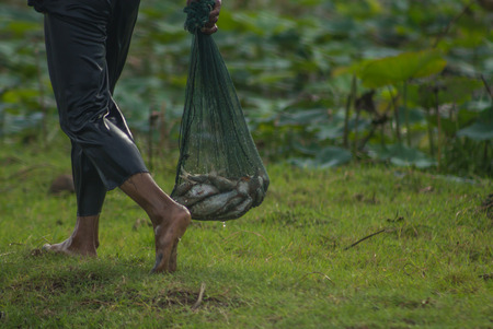 Fishermen carry a mesh bag containing fish from the lake in rural Thailand for sale and cooking.の写真素材