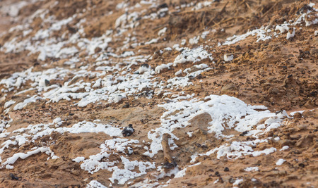 dry saline soil grunge surface with salt stain on soil surfaceの写真素材