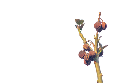 Jatropha is a kind of oil plant. Which is a native plant of South America and at present has...