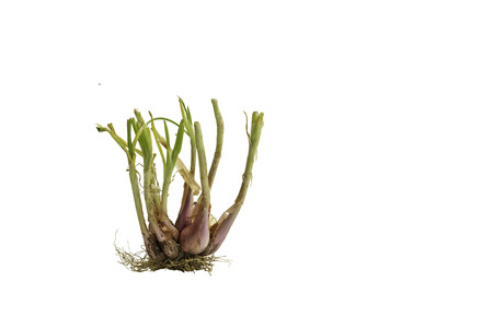 Green Shallot  isolated on a white backgroundの写真素材