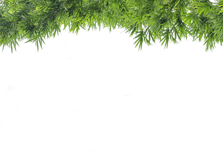 Bamboo leaves isolated on a white backgroundの写真素材