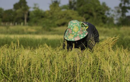 BURIRAM, THAILAND - NOVEMBER 27, 2019: Farmers are using sickle to harvest rice in rural areas of Buriram province, Thailand.のeditorial素材