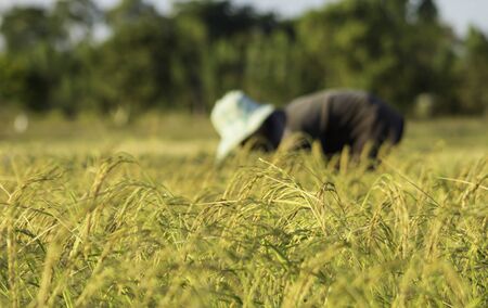 BURIRAM, THAILAND - NOVEMBER 27, 2019:Farmers are using sickle to harvest rice in rural areas of Buriram province, Thailand.のeditorial素材