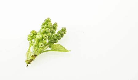 Mulberry is a Thai herb that has anti-ischemic effects in the brain. Against free radicals And also high in vitamin Cの写真素材