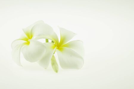 Plumeria flowers isolated on a white backgroundの写真素材
