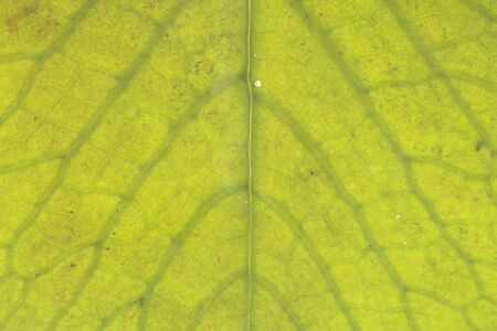 Pattern and texture of the lotus leaf