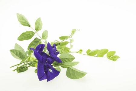 Butterfly pea is a Thai herb that has anti-oxidant properties, helps to slow down aging, nourishes the body, nourishes the brain and reduces the risk of cancer.の写真素材