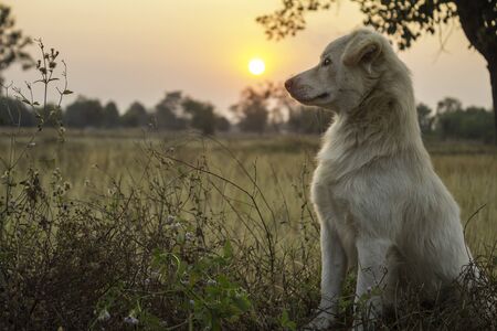 White dog siting in the field of the countryside