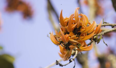 Bastard Teak that bloom in the dry season of Thailand