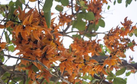 Bastard Teak that bloom in the dry season of Thailandの写真素材