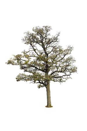 Tree  isolated on white backgroundの写真素材