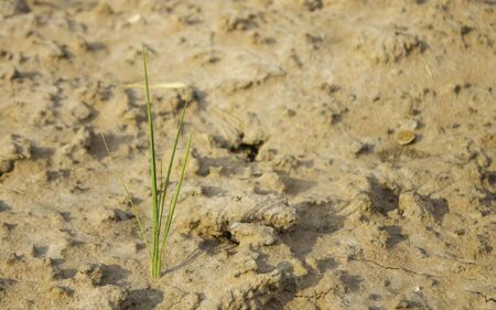 Rice seedlings that growing in the midst of drought and salty soil.