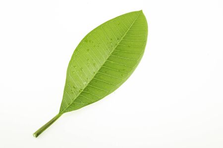 Plumeria leaves isolated on a white backgroundの写真素材