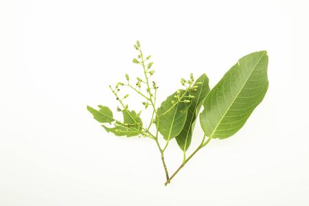 Wild Almond leaf isolated on a white backgroundの写真素材