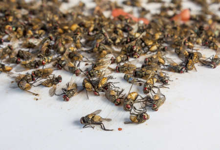 The fly that flew into the glue trap