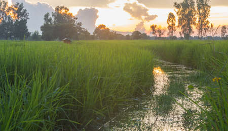 Rural Thai farmhouse in the northeastern part of Thailand.の写真素材